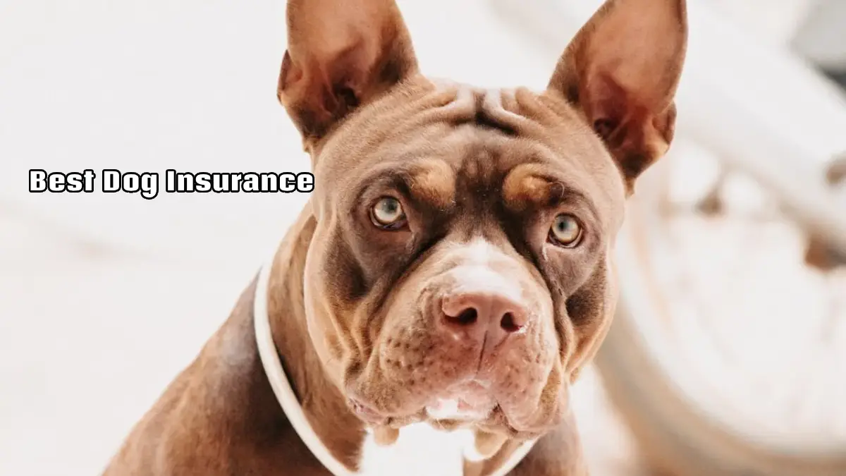 Best Dog Insurance