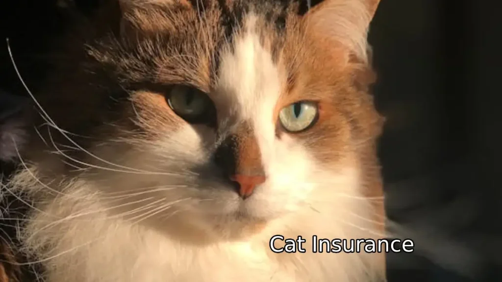 Cat Insurance